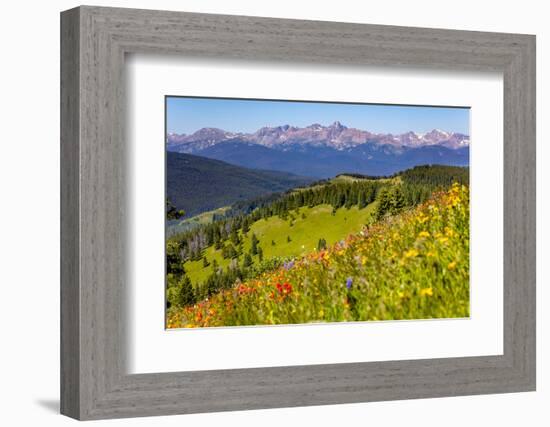 Colorado, Shrine Pass, Vail. Wildflowers on Mountain Landscape-Jaynes Gallery-Framed Photographic Print