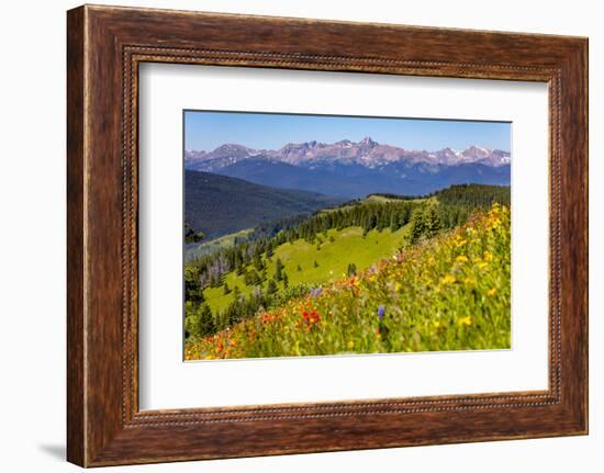 Colorado, Shrine Pass, Vail. Wildflowers on Mountain Landscape-Jaynes Gallery-Framed Photographic Print