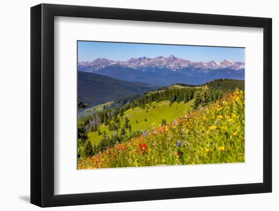 Colorado, Shrine Pass, Vail. Wildflowers on Mountain Landscape-Jaynes Gallery-Framed Photographic Print