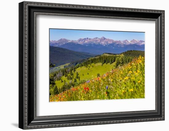 Colorado, Shrine Pass, Vail. Wildflowers on Mountain Landscape-Jaynes Gallery-Framed Photographic Print