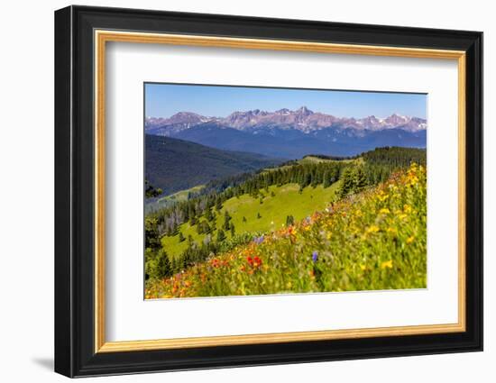 Colorado, Shrine Pass, Vail. Wildflowers on Mountain Landscape-Jaynes Gallery-Framed Photographic Print