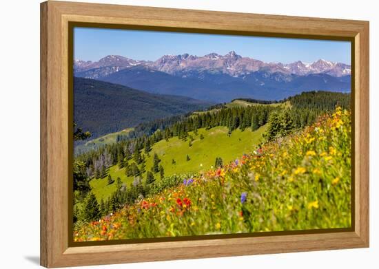 Colorado, Shrine Pass, Vail. Wildflowers on Mountain Landscape-Jaynes Gallery-Framed Premier Image Canvas
