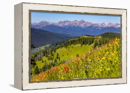 Colorado, Shrine Pass, Vail. Wildflowers on Mountain Landscape-Jaynes Gallery-Framed Premier Image Canvas