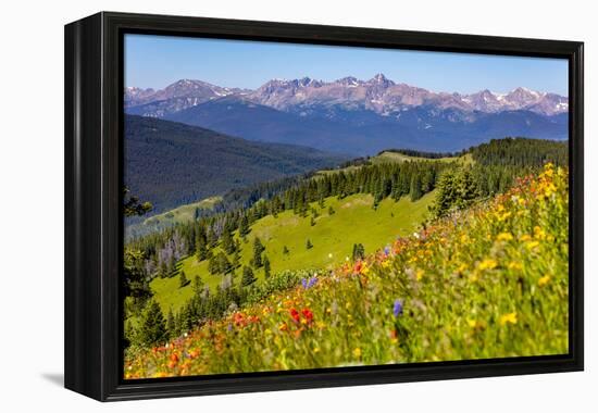 Colorado, Shrine Pass, Vail. Wildflowers on Mountain Landscape-Jaynes Gallery-Framed Premier Image Canvas