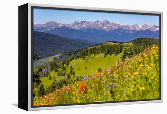 Colorado, Shrine Pass, Vail. Wildflowers on Mountain Landscape-Jaynes Gallery-Framed Premier Image Canvas