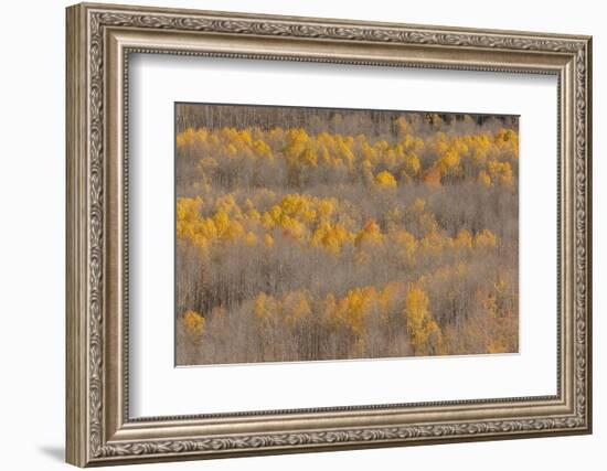 Colorado, Uncompahgre National Forest. Aspen Forest in Autumn-Jaynes Gallery-Framed Photographic Print