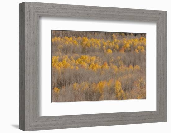 Colorado, Uncompahgre National Forest. Aspen Forest in Autumn-Jaynes Gallery-Framed Photographic Print