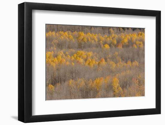 Colorado, Uncompahgre National Forest. Aspen Forest in Autumn-Jaynes Gallery-Framed Photographic Print