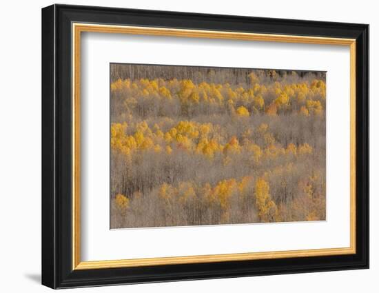 Colorado, Uncompahgre National Forest. Aspen Forest in Autumn-Jaynes Gallery-Framed Photographic Print