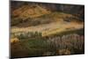 Colorado, Uncompahgre National Forest. Aspen Forest on Owl Creek Pass-Jaynes Gallery-Mounted Photographic Print