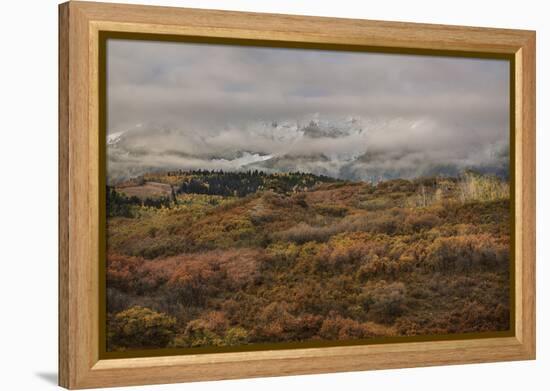 Colorado, Uncompahgre National Forest. Autumn Snowstorm Above Sneffels Range-Jaynes Gallery-Framed Premier Image Canvas