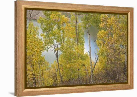 Colorado, Uncompahgre National Forest. Silver Jack Reservoir and Fall Aspens-Jaynes Gallery-Framed Premier Image Canvas