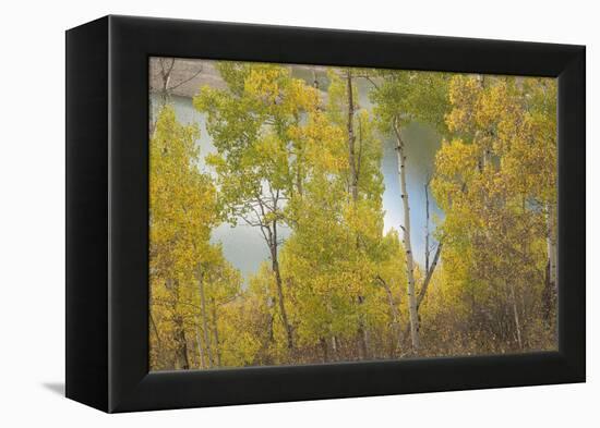 Colorado, Uncompahgre National Forest. Silver Jack Reservoir and Fall Aspens-Jaynes Gallery-Framed Premier Image Canvas