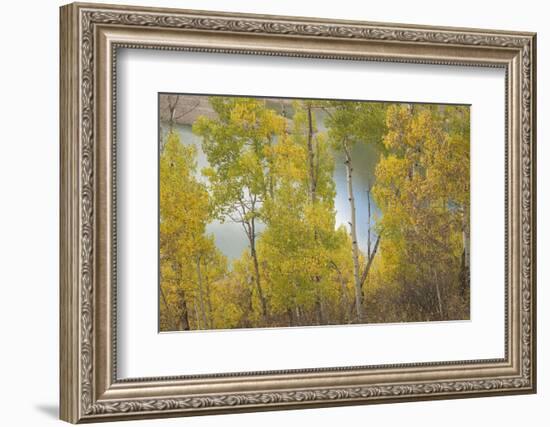 Colorado, Uncompahgre National Forest. Silver Jack Reservoir and Fall Aspens-Jaynes Gallery-Framed Photographic Print