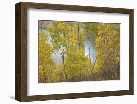 Colorado, Uncompahgre National Forest. Silver Jack Reservoir and Fall Aspens-Jaynes Gallery-Framed Photographic Print