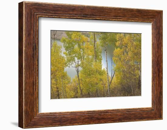 Colorado, Uncompahgre National Forest. Silver Jack Reservoir and Fall Aspens-Jaynes Gallery-Framed Photographic Print