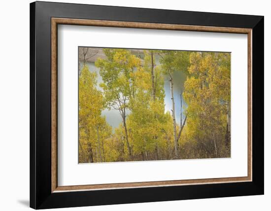 Colorado, Uncompahgre National Forest. Silver Jack Reservoir and Fall Aspens-Jaynes Gallery-Framed Photographic Print