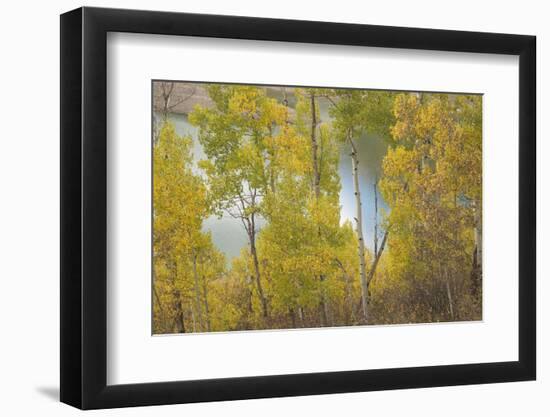 Colorado, Uncompahgre National Forest. Silver Jack Reservoir and Fall Aspens-Jaynes Gallery-Framed Photographic Print