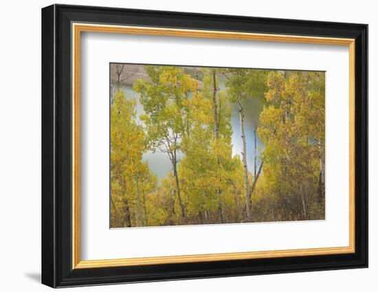 Colorado, Uncompahgre National Forest. Silver Jack Reservoir and Fall Aspens-Jaynes Gallery-Framed Photographic Print