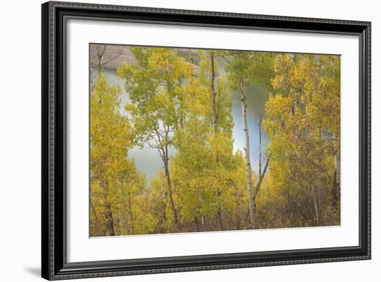 Colorado, Uncompahgre National Forest. Silver Jack Reservoir and Fall Aspens-Jaynes Gallery-Framed Photographic Print