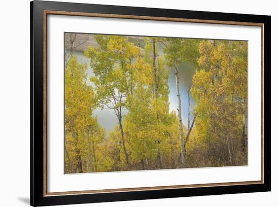 Colorado, Uncompahgre National Forest. Silver Jack Reservoir and Fall Aspens-Jaynes Gallery-Framed Photographic Print