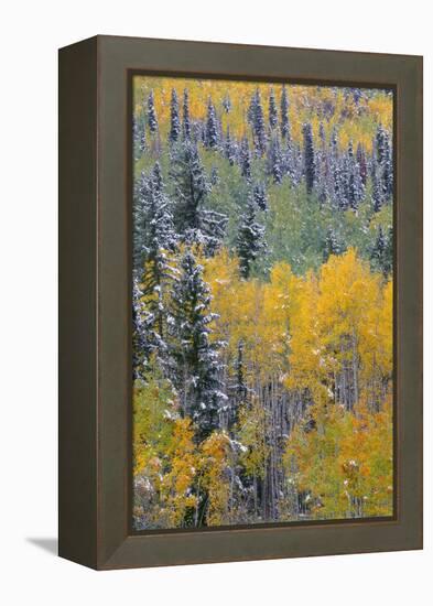 Colorado, Uncompahgre National Forest, Snowfall on Fall Colored Aspen and Spruce-John Barger-Framed Premier Image Canvas