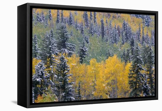 Colorado, Uncompahgre National Forest, Snowfall on Fall Colored Aspen and Spruce-John Barger-Framed Premier Image Canvas