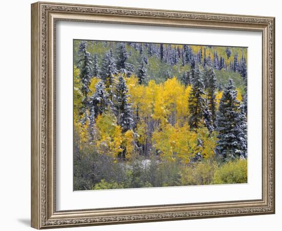 Colorado, Uncompahgre National Forest, Snowfall on Fall Colored Aspen and Spruce-John Barger-Framed Photographic Print