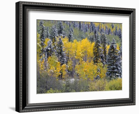 Colorado, Uncompahgre National Forest, Snowfall on Fall Colored Aspen and Spruce-John Barger-Framed Photographic Print