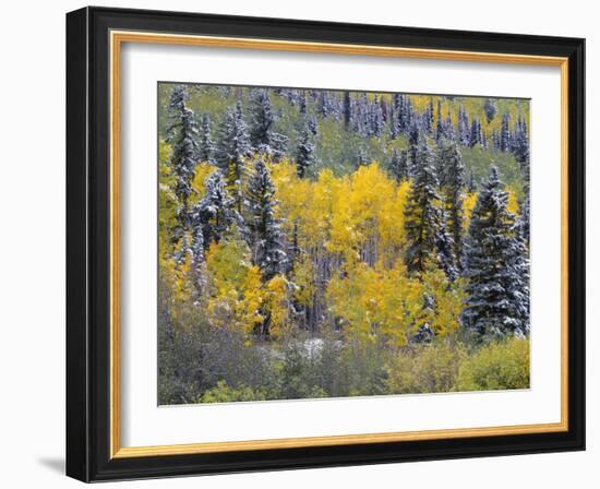 Colorado, Uncompahgre National Forest, Snowfall on Fall Colored Aspen and Spruce-John Barger-Framed Photographic Print