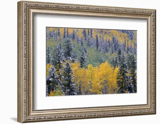 Colorado, Uncompahgre National Forest, Snowfall on Fall Colored Aspen and Spruce-John Barger-Framed Photographic Print