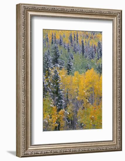 Colorado, Uncompahgre National Forest, Snowfall on Fall Colored Aspen and Spruce-John Barger-Framed Photographic Print