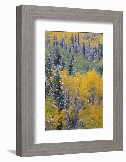 Colorado, Uncompahgre National Forest, Snowfall on Fall Colored Aspen and Spruce-John Barger-Framed Photographic Print