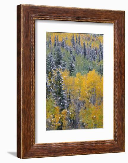 Colorado, Uncompahgre National Forest, Snowfall on Fall Colored Aspen and Spruce-John Barger-Framed Photographic Print