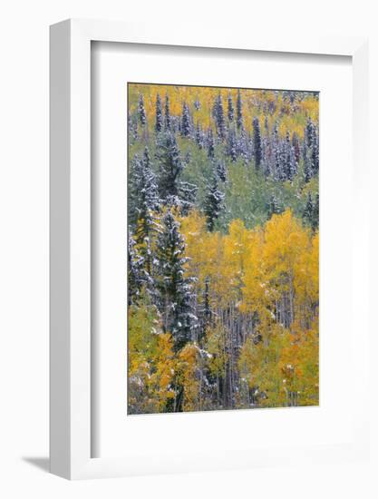 Colorado, Uncompahgre National Forest, Snowfall on Fall Colored Aspen and Spruce-John Barger-Framed Photographic Print