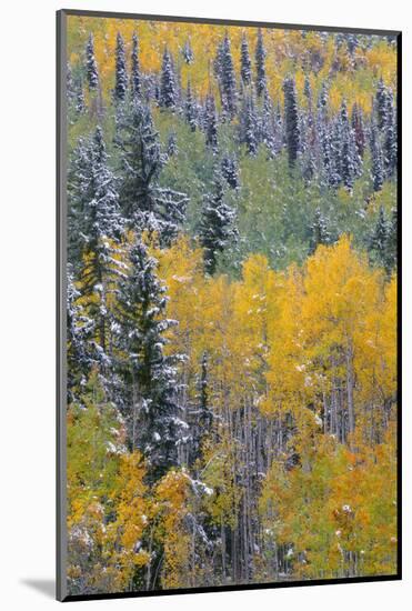 Colorado, Uncompahgre National Forest, Snowfall on Fall Colored Aspen and Spruce-John Barger-Mounted Photographic Print