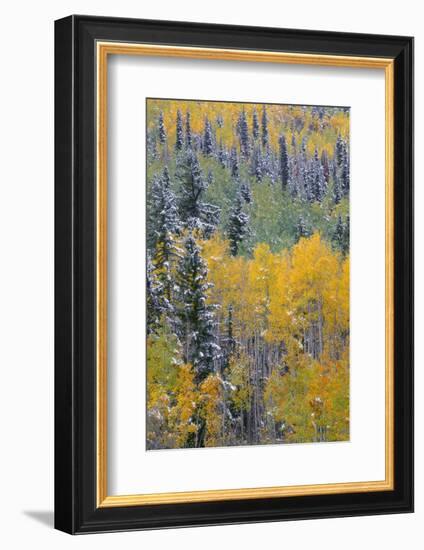 Colorado, Uncompahgre National Forest, Snowfall on Fall Colored Aspen and Spruce-John Barger-Framed Photographic Print