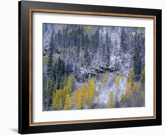 Colorado, Uncompahgre National Forest-John Barger-Framed Photographic Print