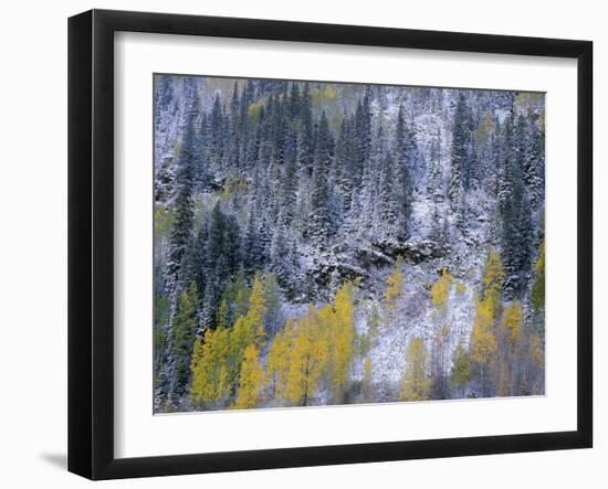 Colorado, Uncompahgre National Forest-John Barger-Framed Photographic Print