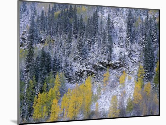 Colorado, Uncompahgre National Forest-John Barger-Mounted Photographic Print