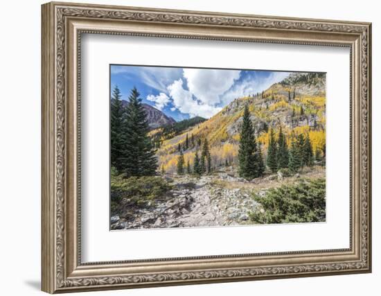 Colorado, White River National Forest, Autumn Color on Maroon Creek Trail-Rob Tilley-Framed Photographic Print