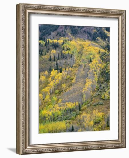 Colorado, White River National Forest, Autumn Colored Quaking Aspen and Conifers on Steep Slopes-John Barger-Framed Photographic Print