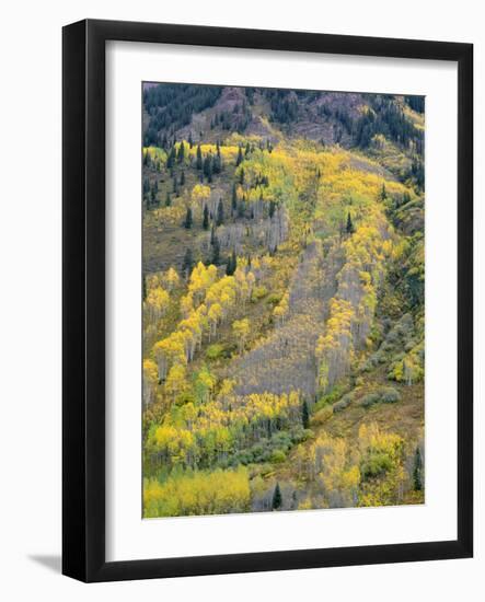 Colorado, White River National Forest, Autumn Colored Quaking Aspen and Conifers on Steep Slopes-John Barger-Framed Photographic Print