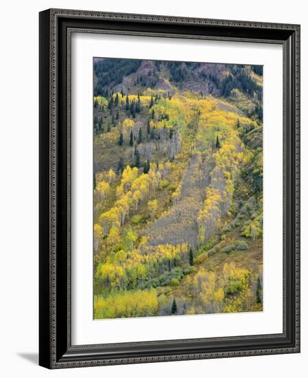 Colorado, White River National Forest, Autumn Colored Quaking Aspen and Conifers on Steep Slopes-John Barger-Framed Photographic Print