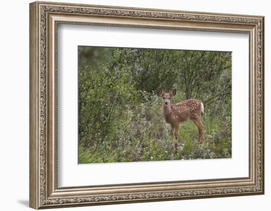 Colorado, Woodland Park. Mule Deer Fawn in Meadow-Jaynes Gallery-Framed Photographic Print