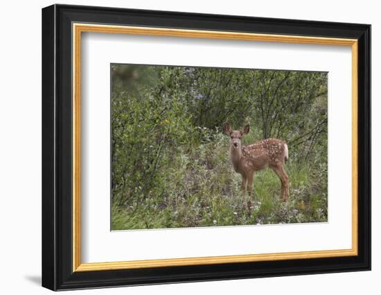 Colorado, Woodland Park. Mule Deer Fawn in Meadow-Jaynes Gallery-Framed Photographic Print