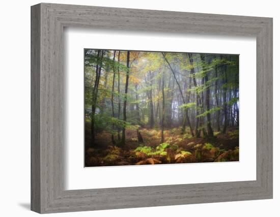 Colored Rain in Deep Forest-Philippe Manguin-Framed Photographic Print