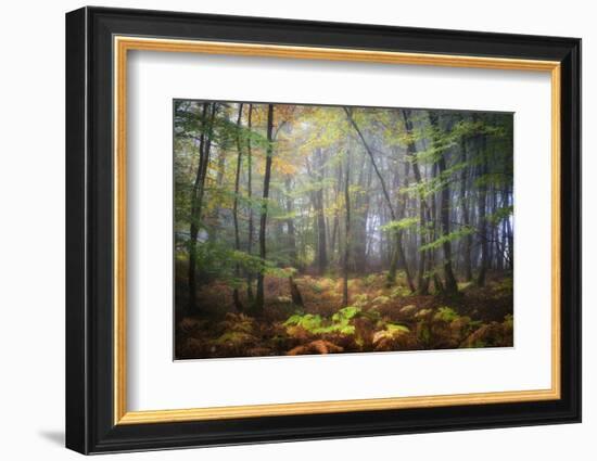 Colored Rain in Deep Forest-Philippe Manguin-Framed Photographic Print