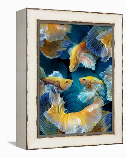 ColorFish-Marcel Egger-Framed Premier Image Canvas