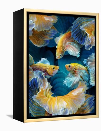 ColorFish-Marcel Egger-Framed Premier Image Canvas